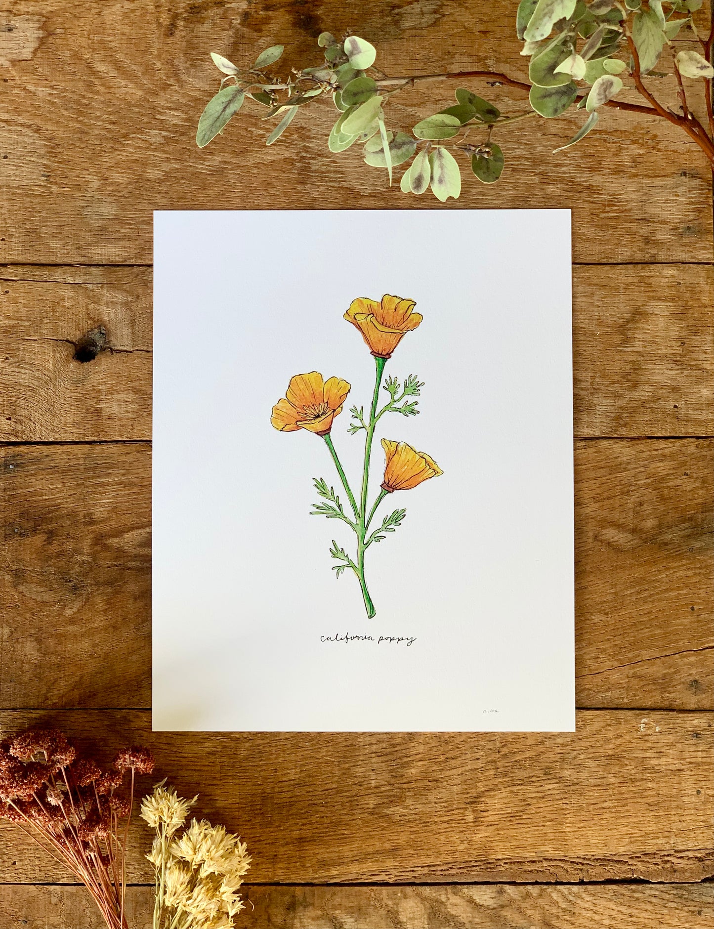 California Golden Poppy Art Print