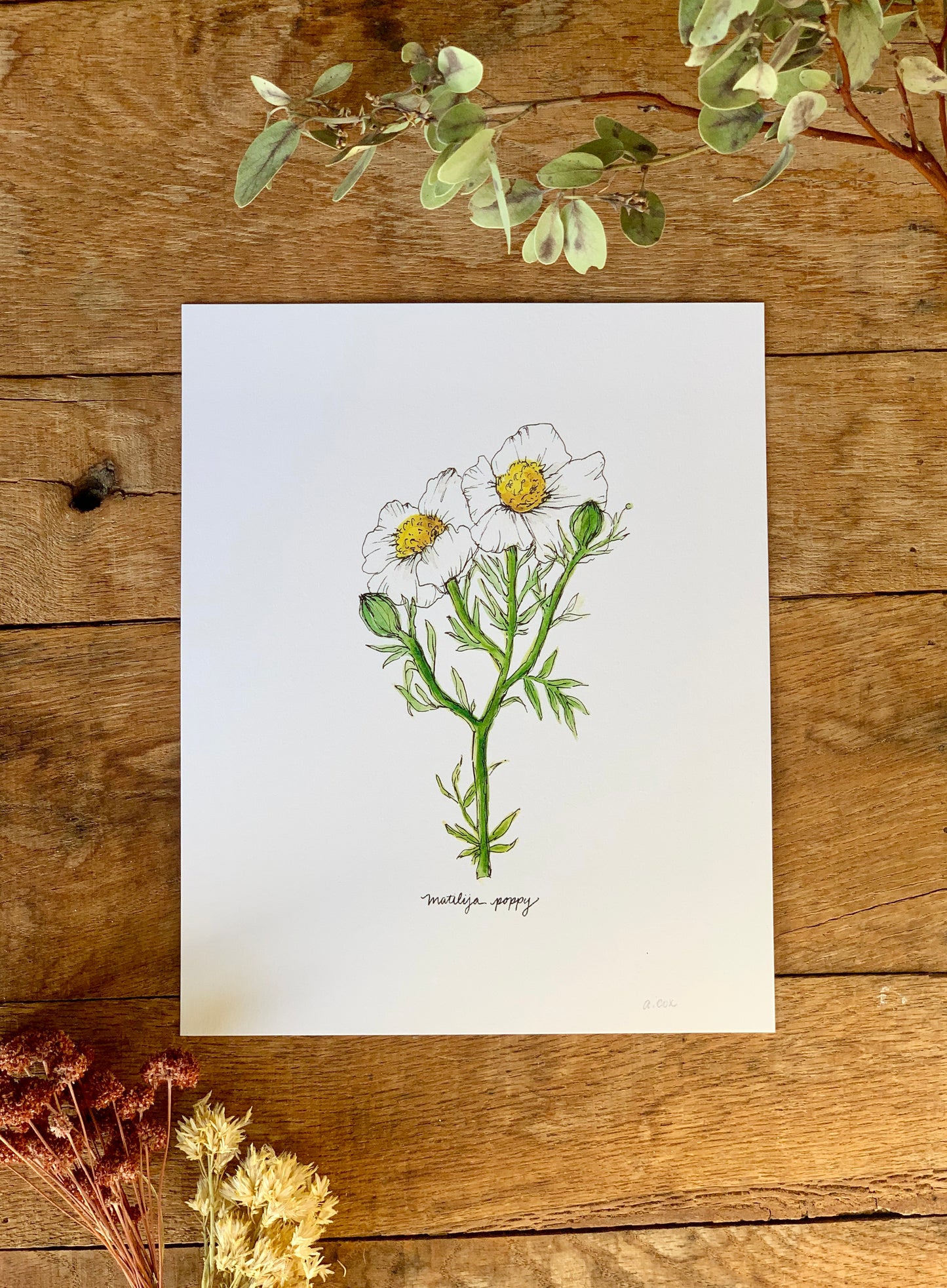 Matilija Poppy Art Print