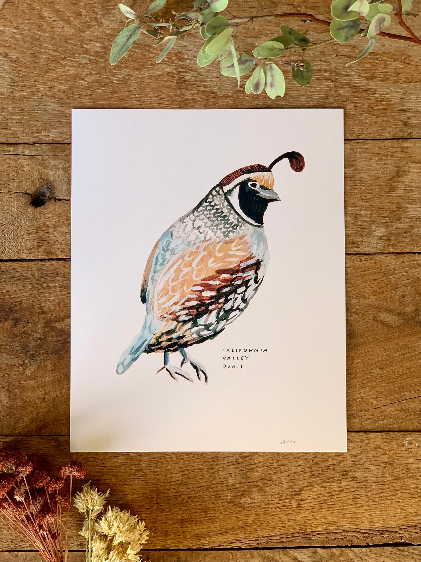 Valley Quail Art Print