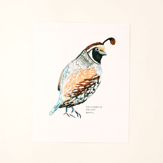 Valley Quail Art Print