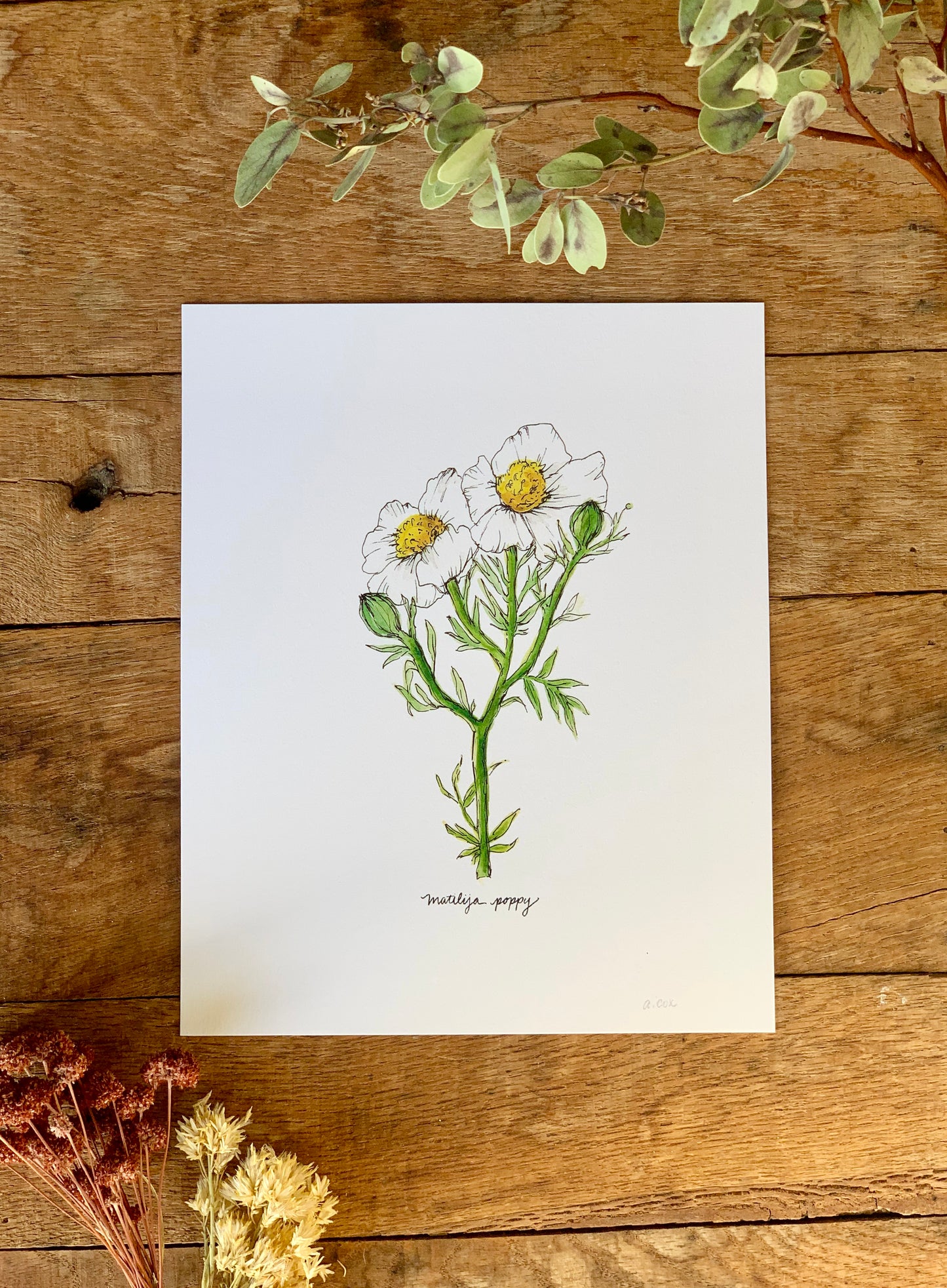 Matilija Poppy Art Print