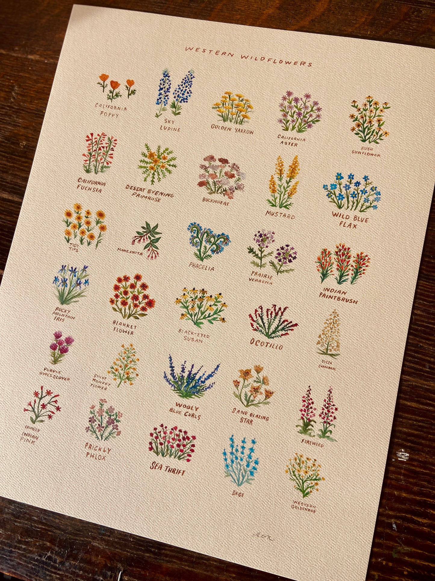 Western Wildflowers Art Print with Names