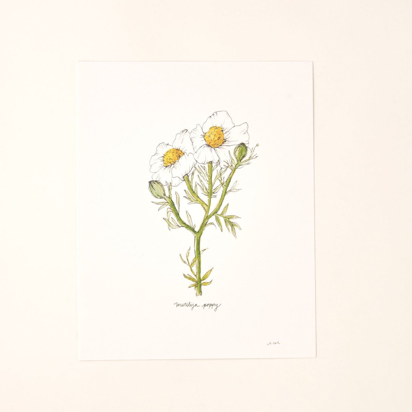 Matilija Poppy Art Print