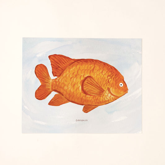 Garibaldi CA State Fish Art Print